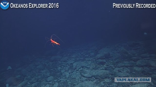 Началась онлайн-трансляция происходящего в самом глубоком месте Земли