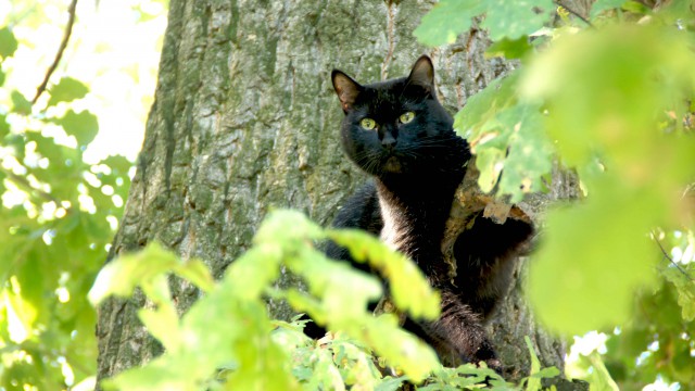 Домашние коты на природе
