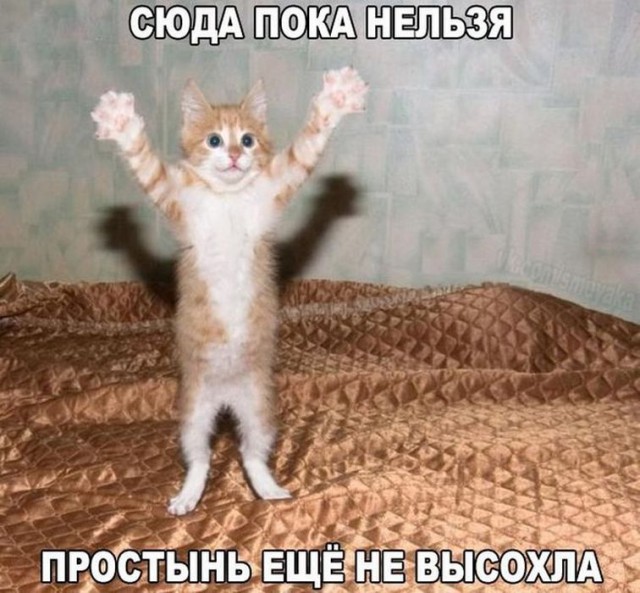 Картинки из инета
