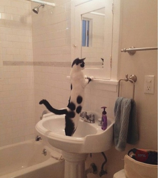 Коты из сети