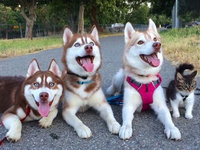 Сибирские хаски «удочерили» лучшую подругу-кошку