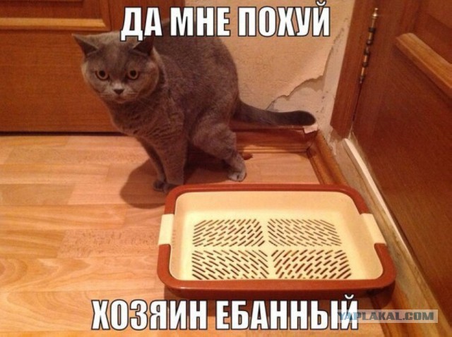 Коттедж своими руками, или про довольную котейку.