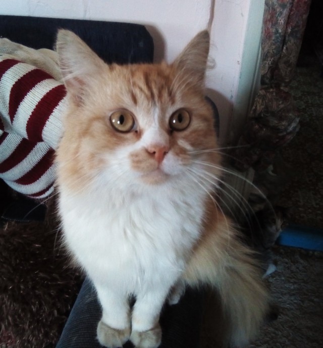 Котовторник 25.04.2017