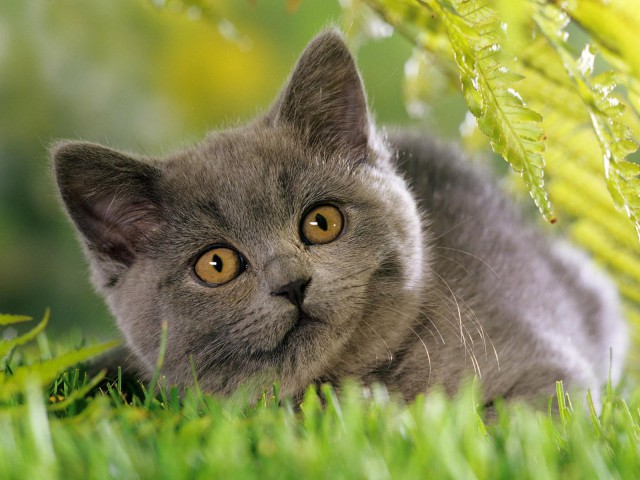Коты и Кошки