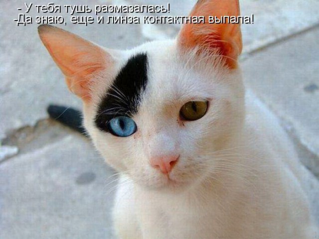 Коты и Кошки