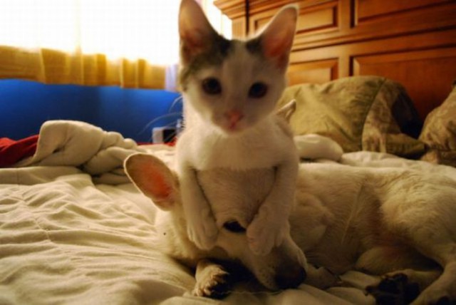 Коты и Кошки