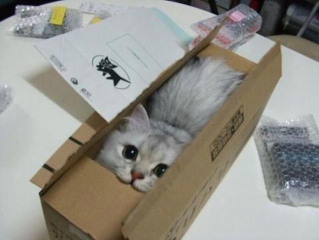 Коты и Кошки