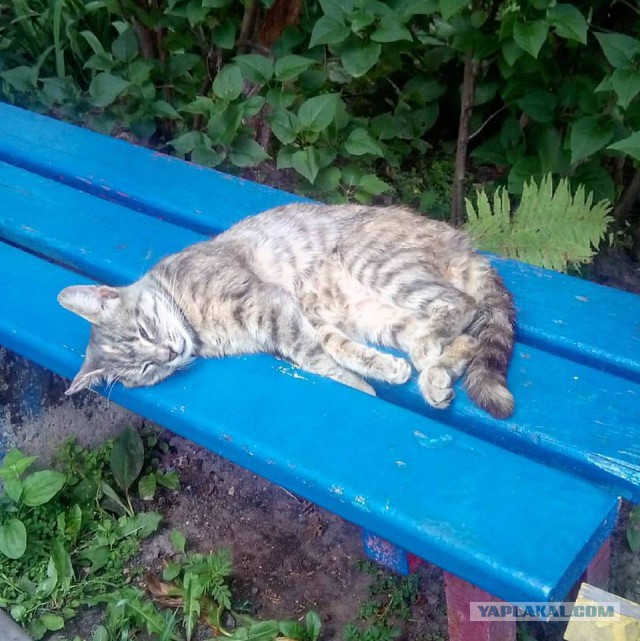 Котовторник 11.07.2017
