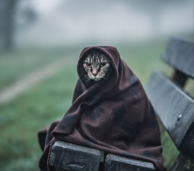 20 шикарных фотографий, в которых вся суть котов