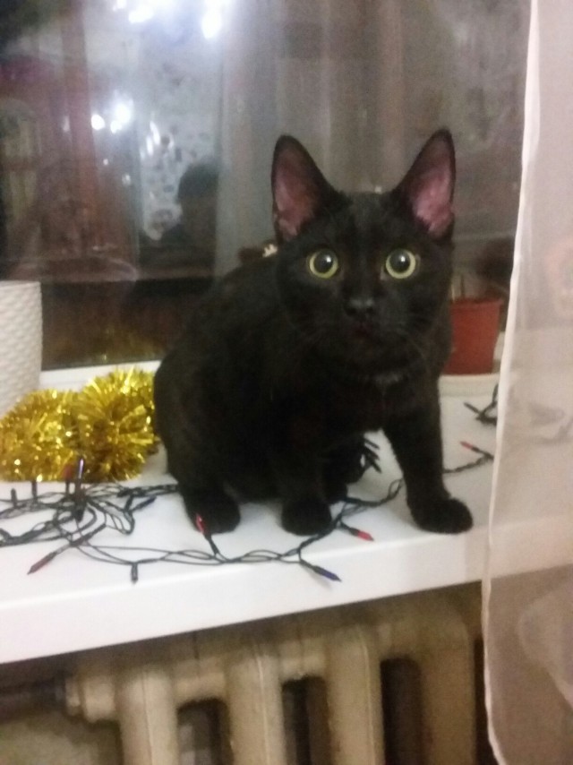 Коты и Кошки