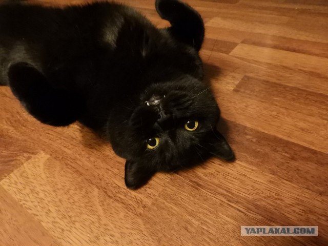 Котовторник 28.11.2017