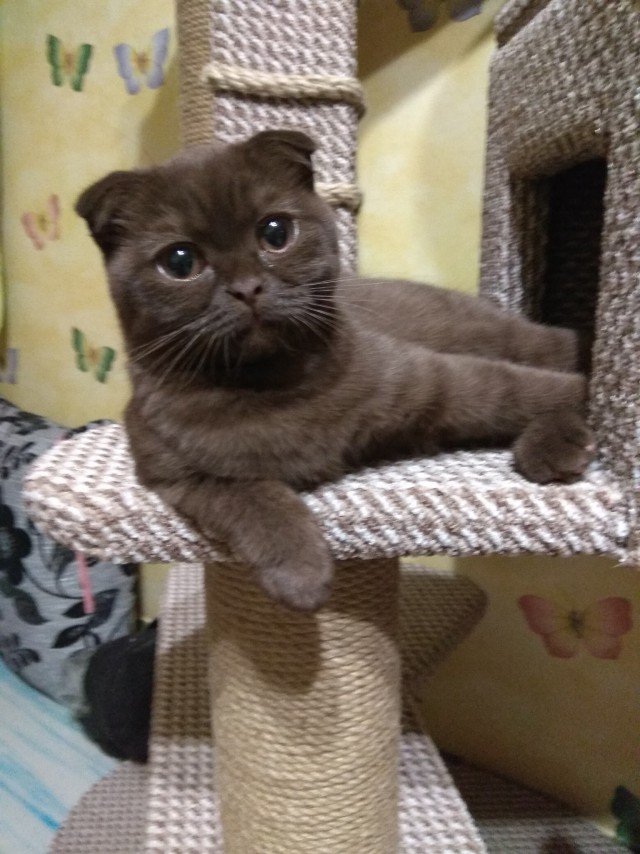 Кошкин дом