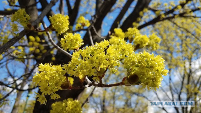 Просто Природа