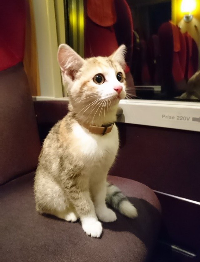Котовторник 16.01.2018