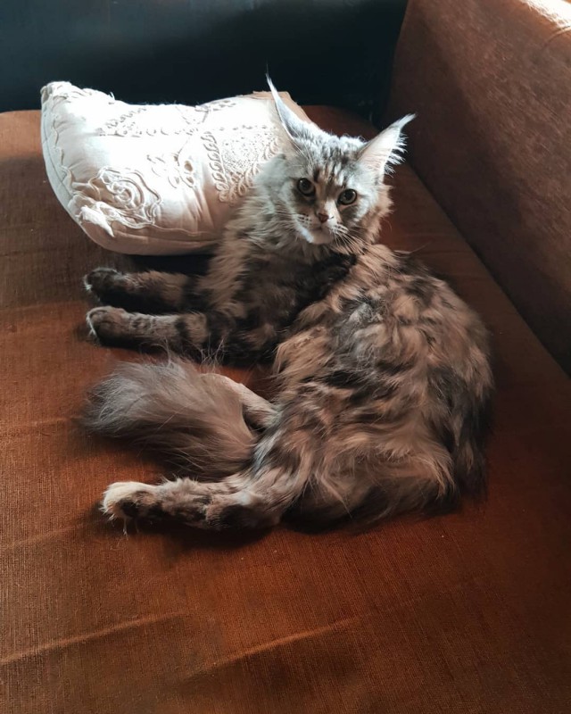 Котовторник 29.5.18