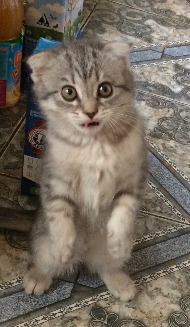 Прикольных котов пост
