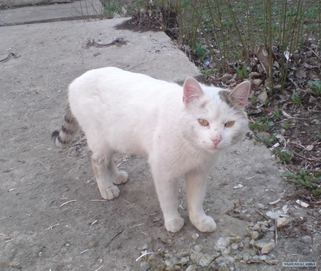 Котовторник на ЯПлакалъ (20.05.08), прикольные коты, добавляем свои!