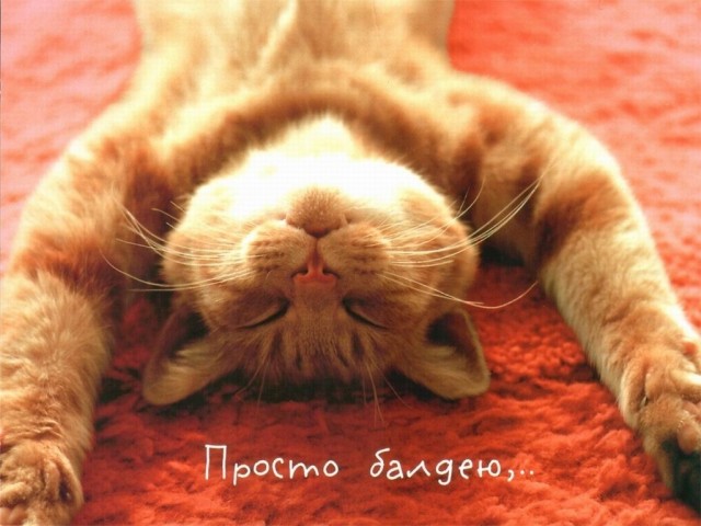 Рыжий котовторник на ЯПлакал!, Смотрим  и добавляем!