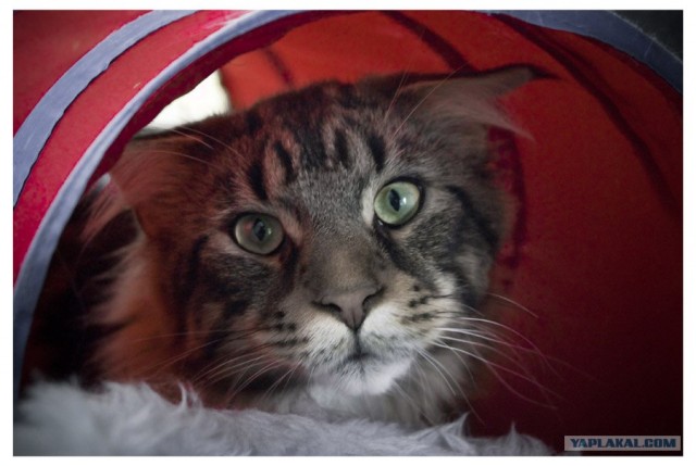 УРРААА ! Котовторник на ЯПлакалъ !