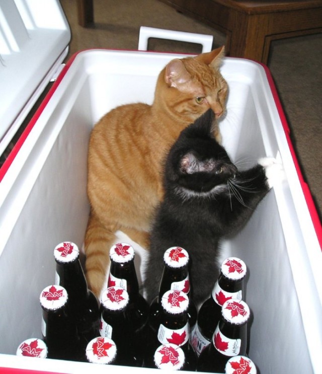 Котопятница: А кто не пьёт? Назови! ))