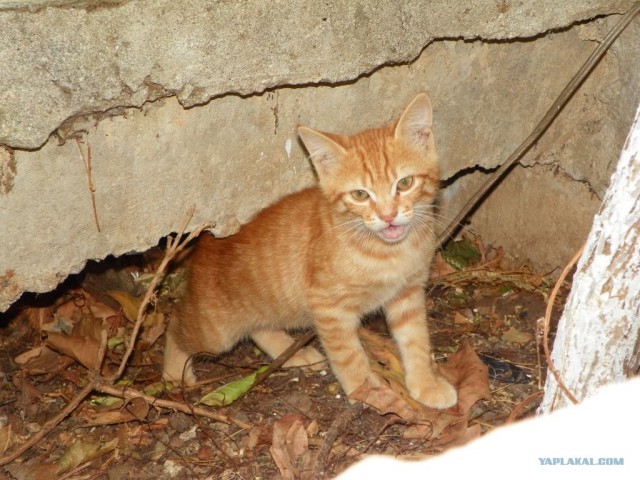 Котовторник начался