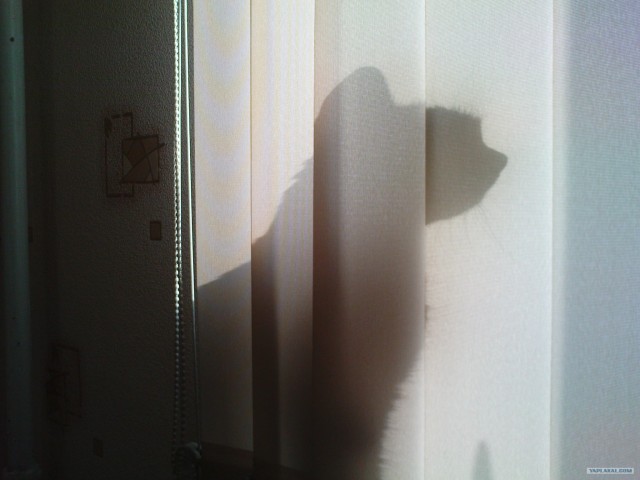 Котовторник 1.02.2011