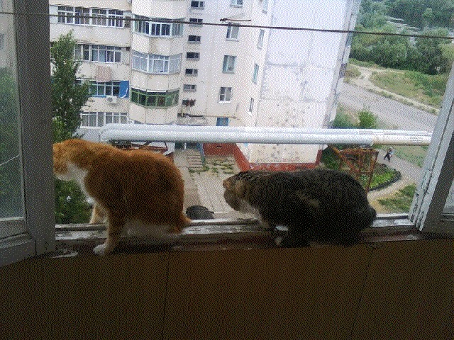 Первый котовторник июля