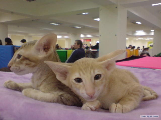 Сонный Котовторник