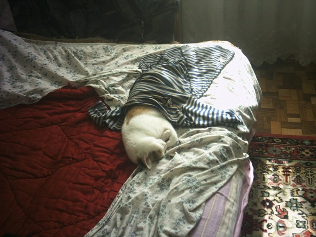 Первый КОТОВТОРНИК 2012