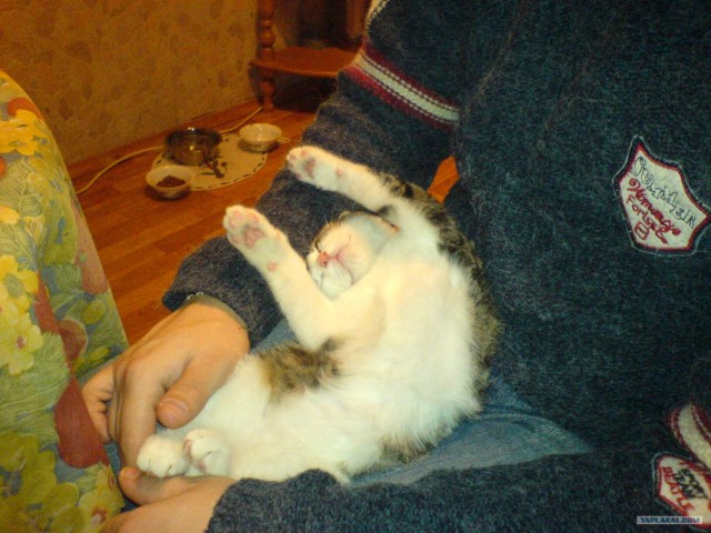 Котовторник (24. 01. 2012 )