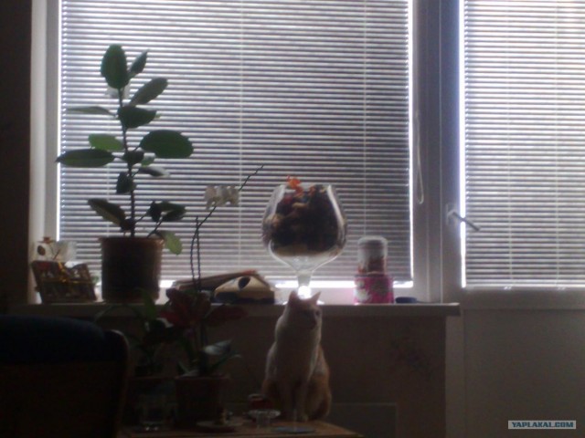 Котовторник (07.02.2012)