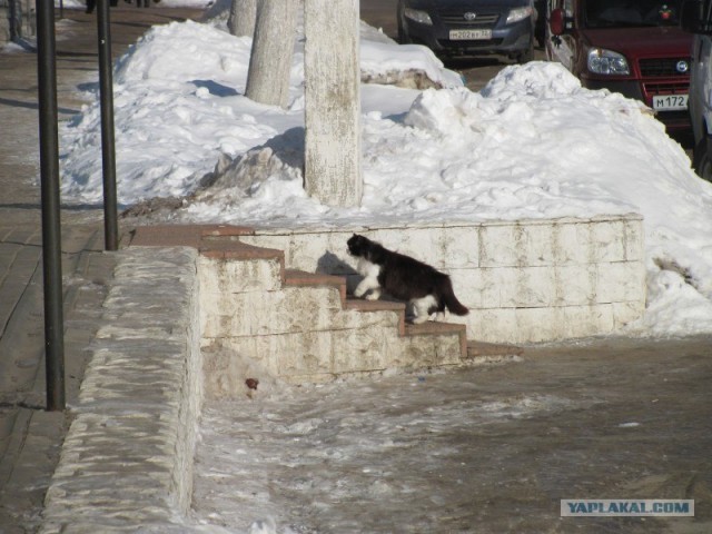 Котовторник 27.03.2012