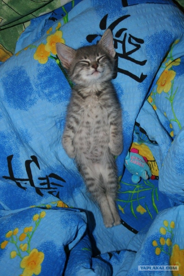 Котовторник 24.04.2012