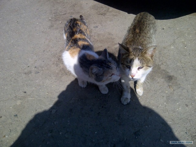 Котовторник (15.05.2012)