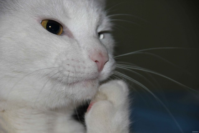 Котовторник  19.06.2012
