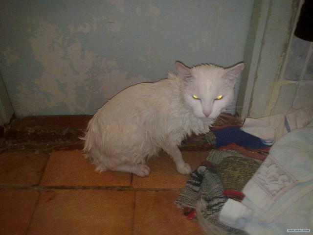 Котовторник 03 07 2012