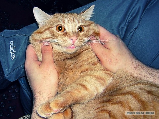 Котовторник  17.07.2012