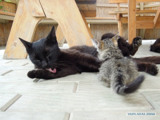 Котонянька и котовторник