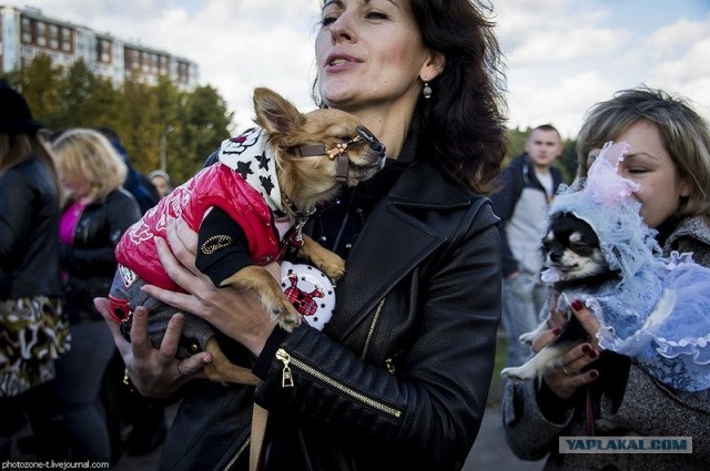 Собака — Улыбака :)