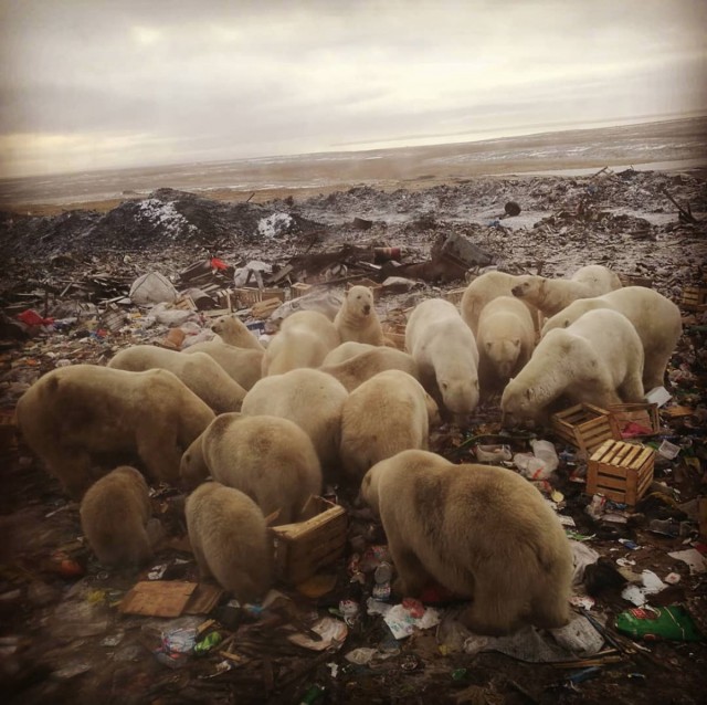 Живность из сети