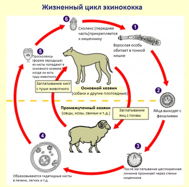 Ульяновские суворовцы могли подхватить червей в мозг из-за употребления насвая