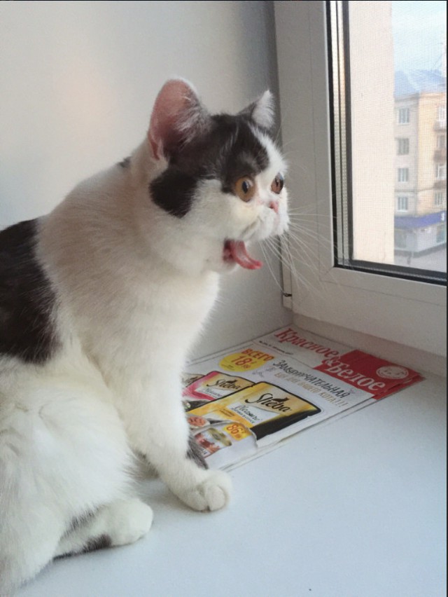 Забавные фото котеек