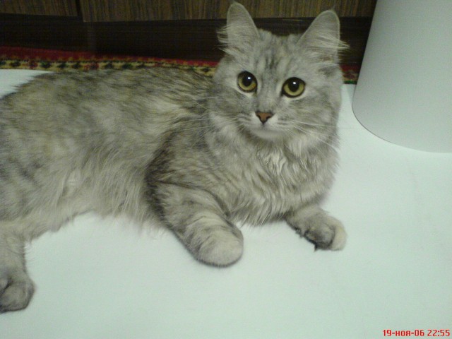 История одного кота