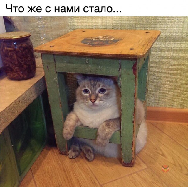 Забавные фото котеек