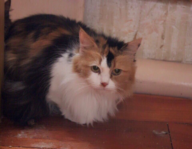 Забавные фото котеек
