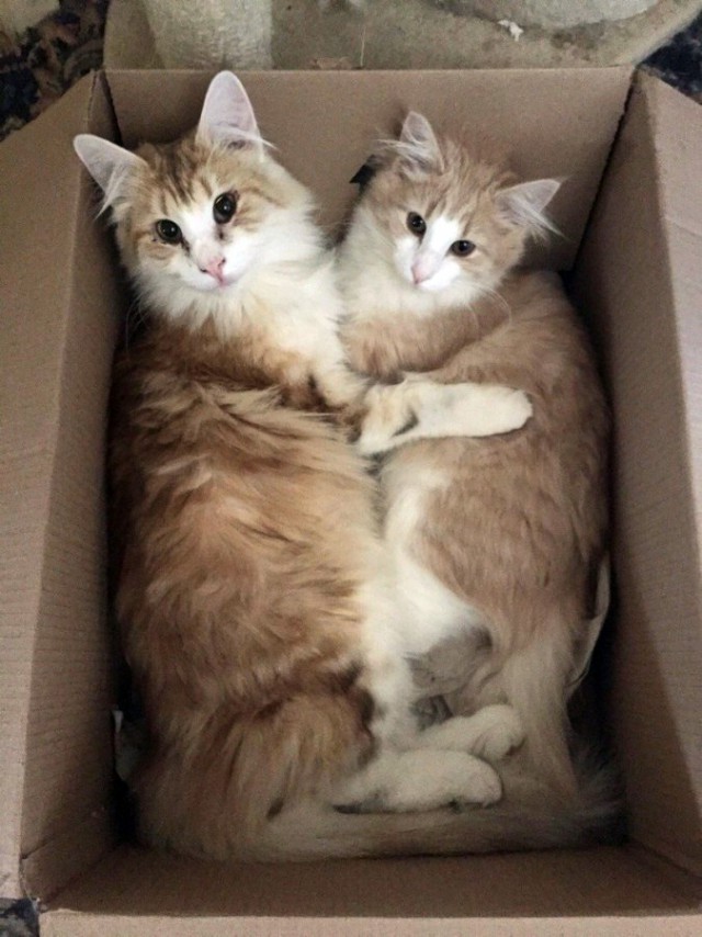 Забавные фото котеек