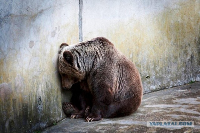 Скотсети и прочие интернеты 19.07.19