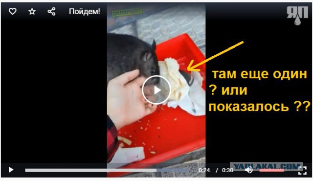 Пойдем, чего покажу!