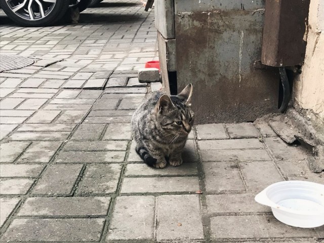 Забавные фото котеек