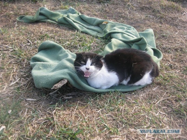 Жизнь домашнего приюта для котеек 287